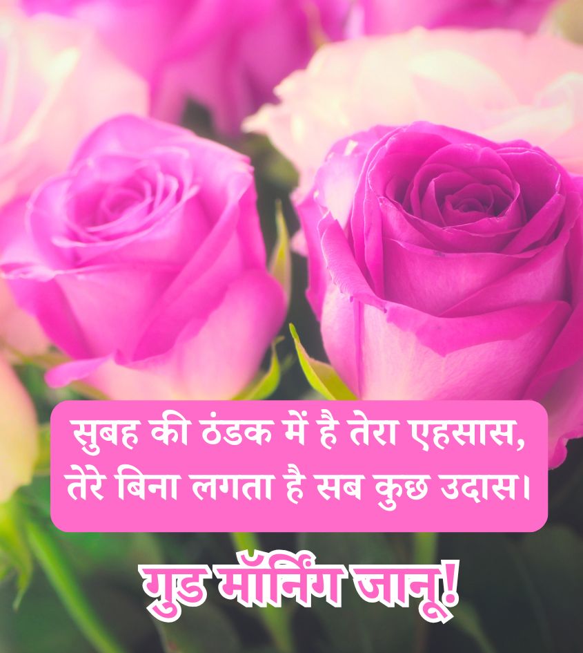 Good Morning Love Shayari with Rose