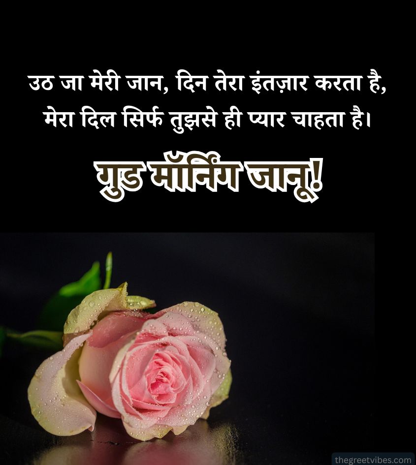 Good Morning Shayari for Janu with Rose