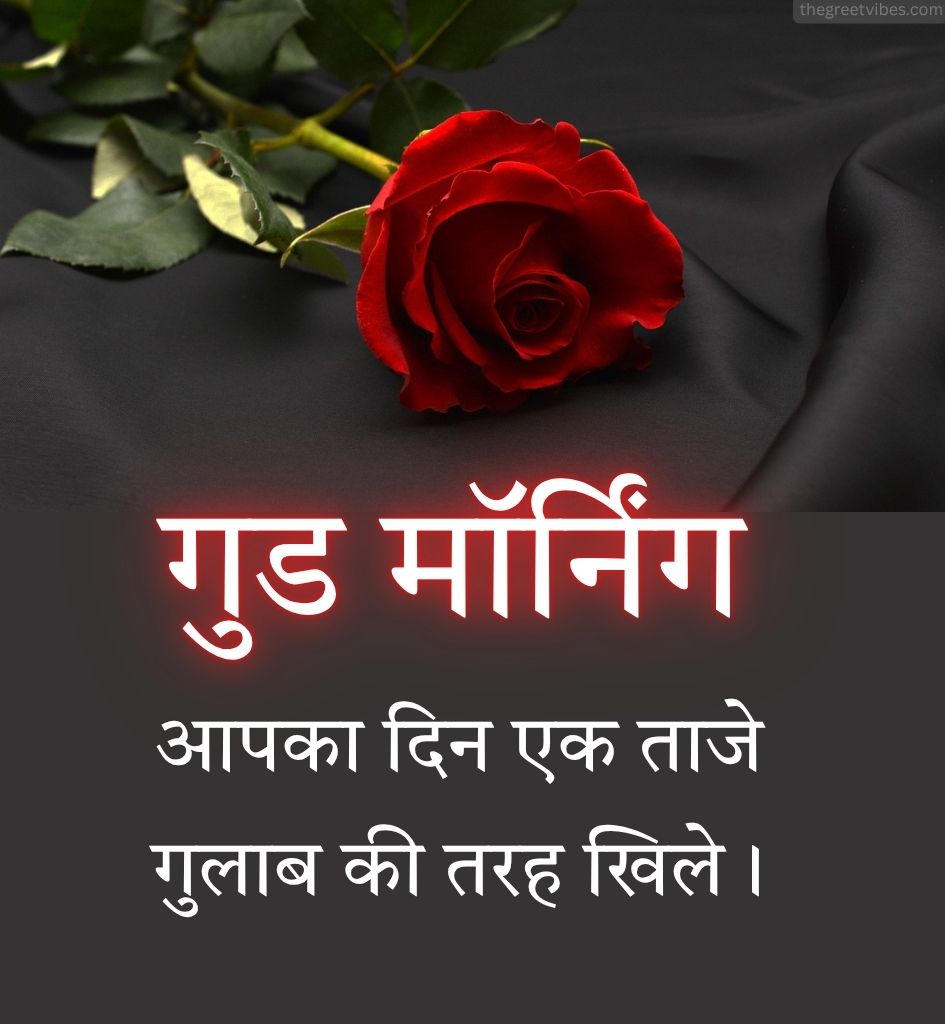 Gulab With Good morning Wishes Pics