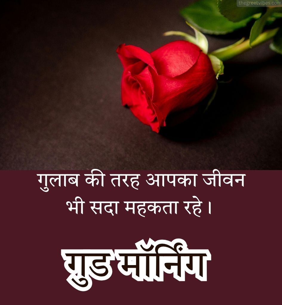 Rose Flower With Good morning Wishes in Hindi for Girlfriend