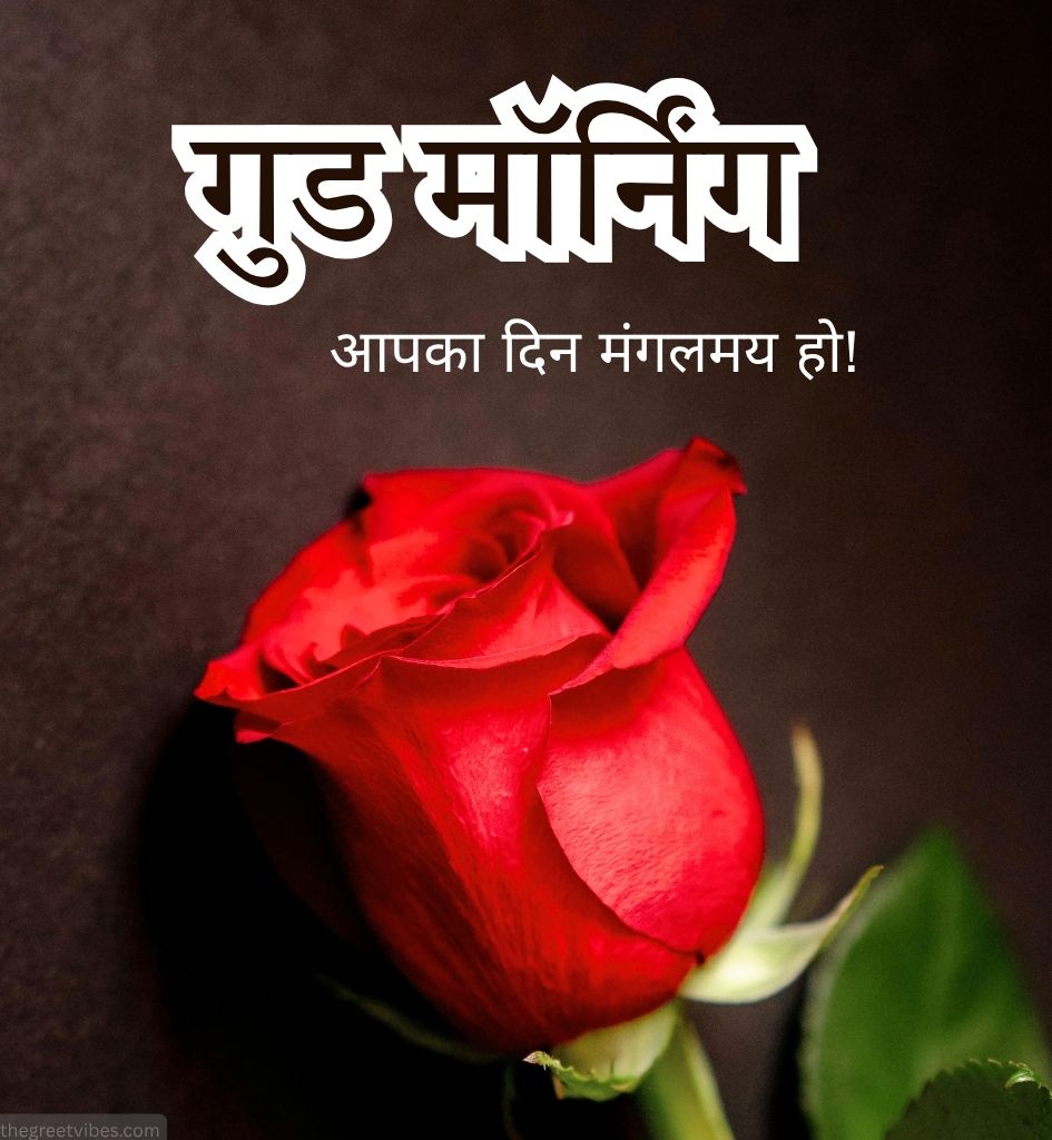 Red Rose With Good morning wishes in Hindi