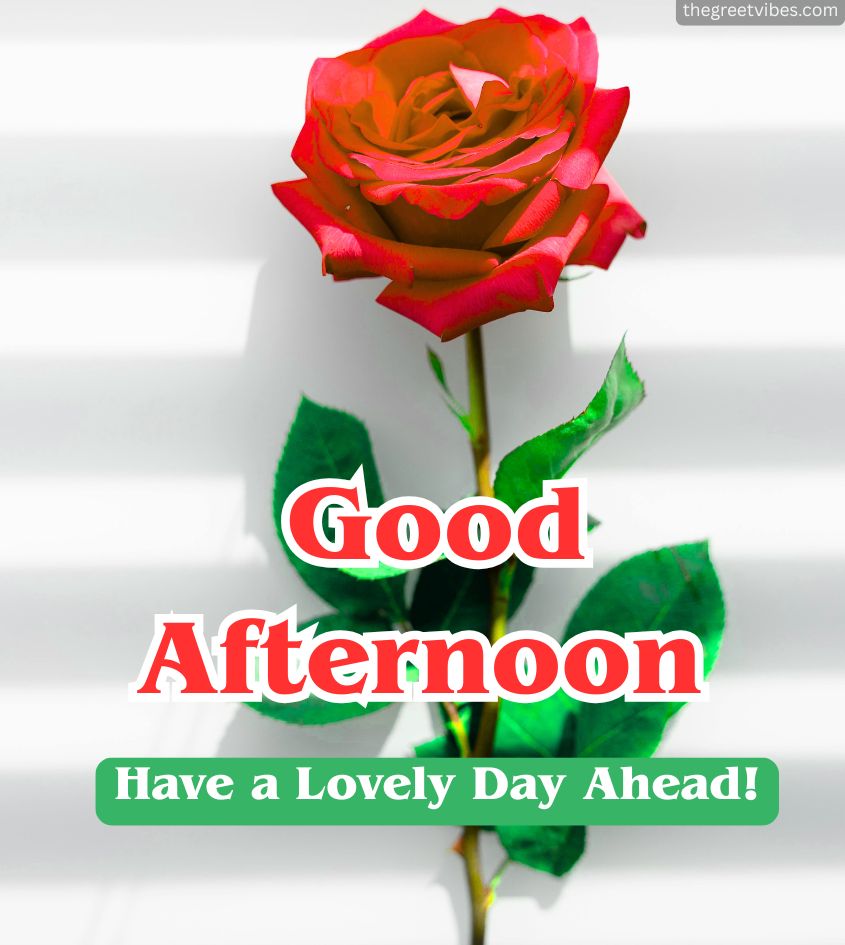Good Afternoon Greetings with Roses